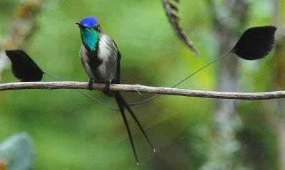 Birds of Peru Amazon