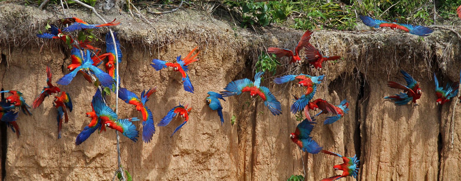 Wild Trek Macaw Clay Lick