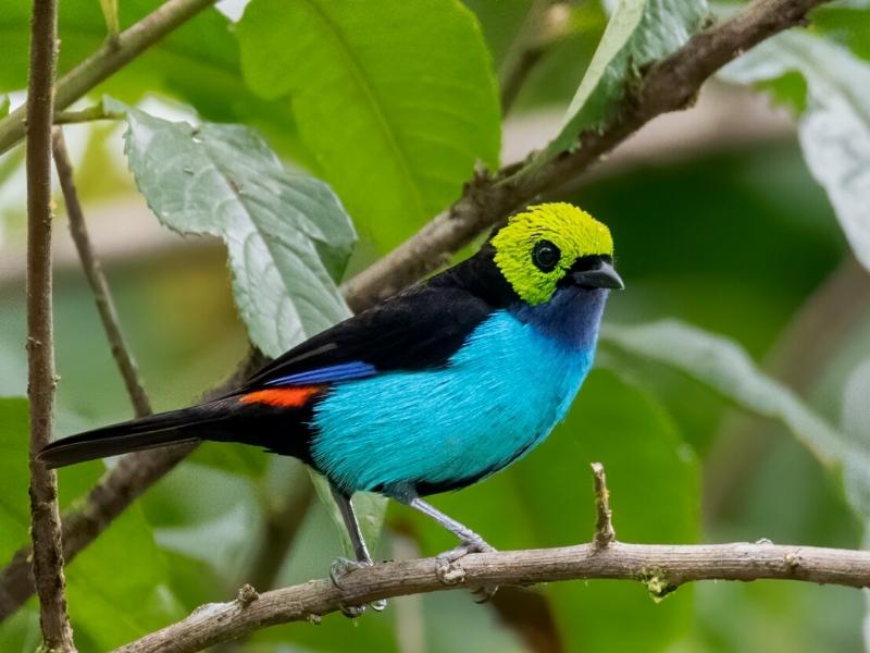 Amazon Birdwatching Peru 14 days