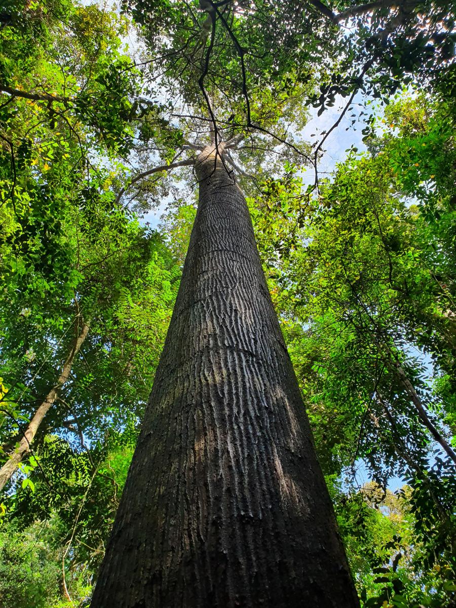 Amazon Rainforest Plant