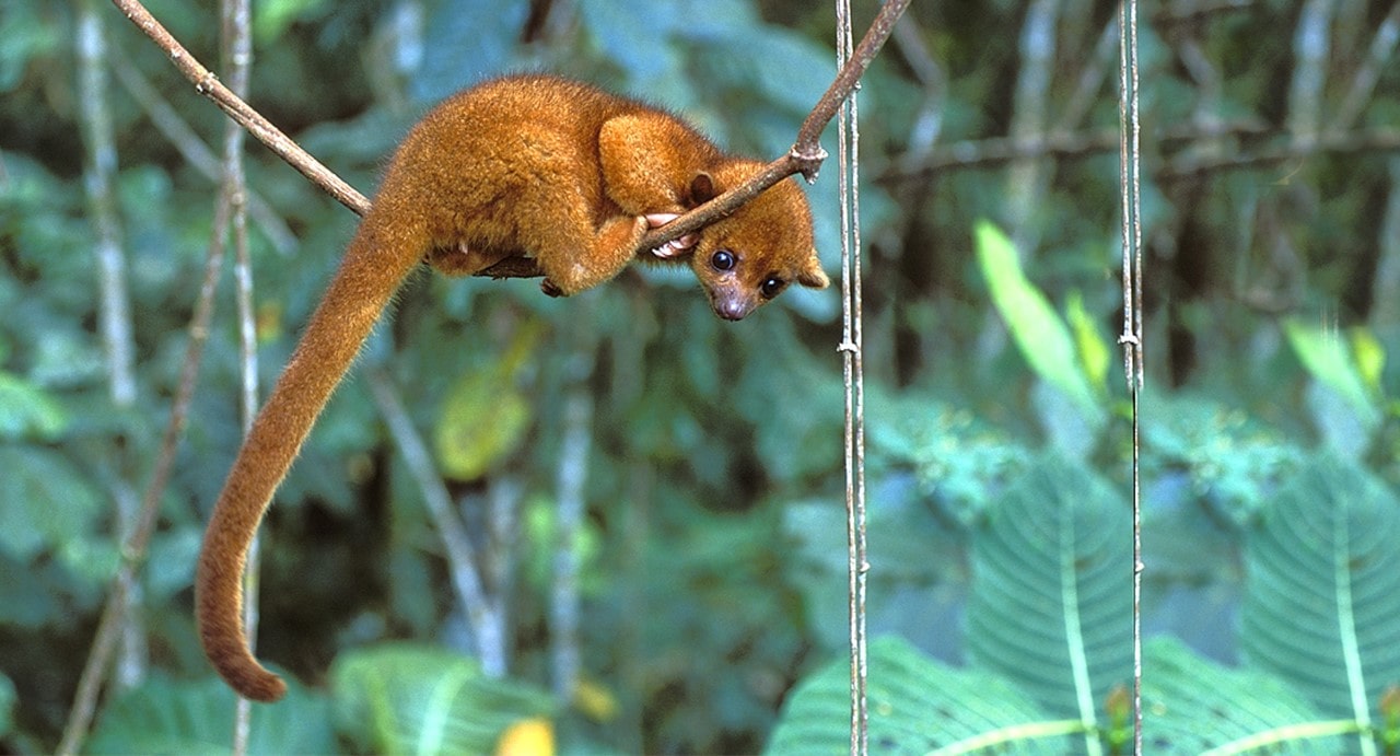 Amazon Trail 8 days / 7 nights