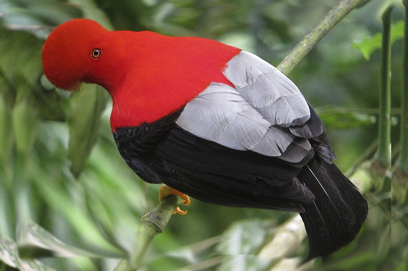 Amazon Rainforest Tour Peru 3 days