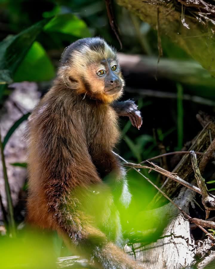 Amazon Travels Peru 5 dias