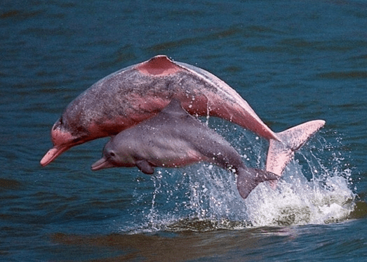 Excursions in Amazon Trips 2 days
