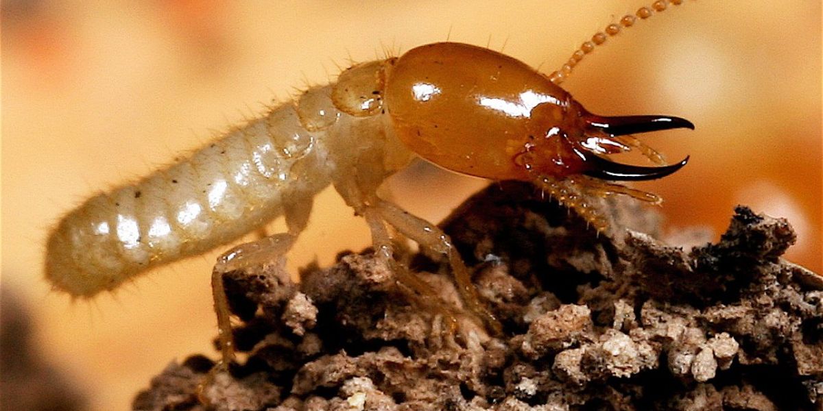 Peruvian Amazon Insectos
