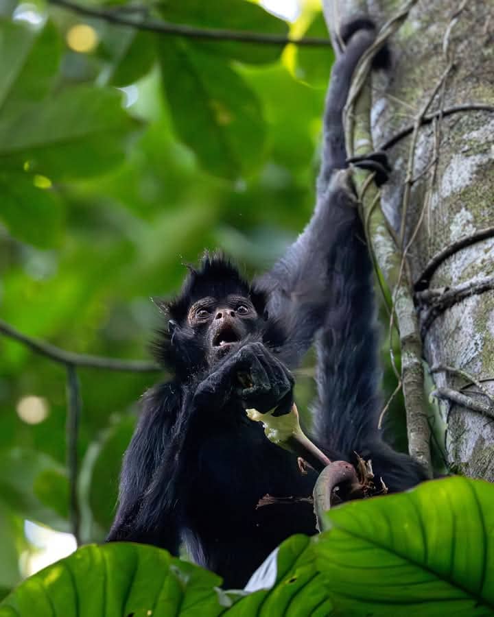 Manu Wildlife Center 5 Days