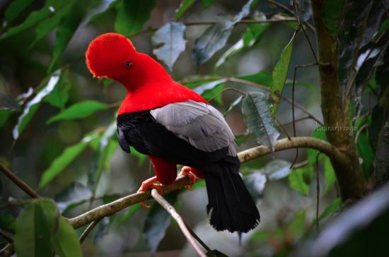 Birding Manu Park 10 days