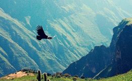 Condor-Arequipa City Colca Canyon