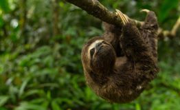 The Amazon Rainforest Iquitos