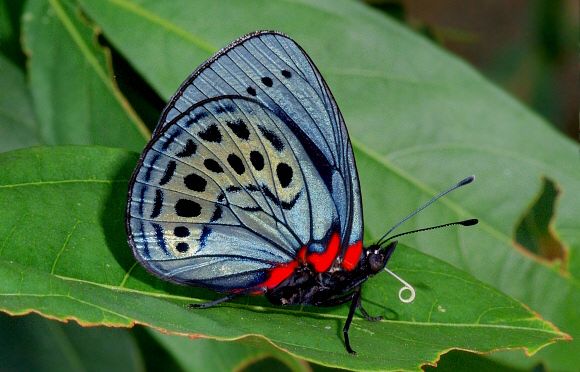 Amazon Field Guide Mariposas del Manu Park
