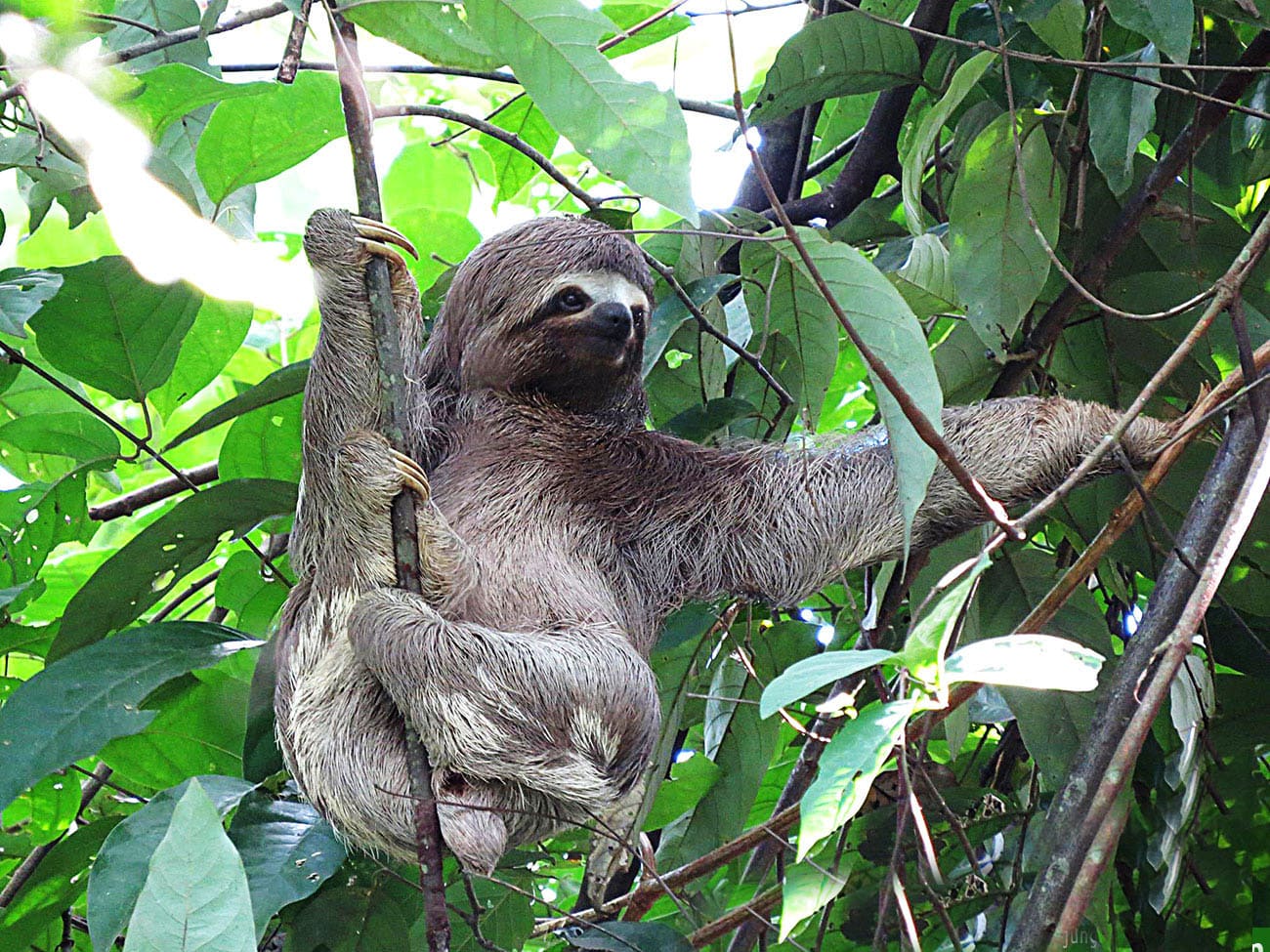 Amazon Wild Manu  3 Days/ 2 Nights