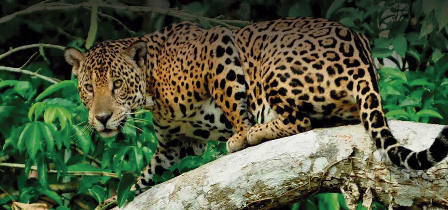 Amazon Wildlife Peru  Tour 5 Dias