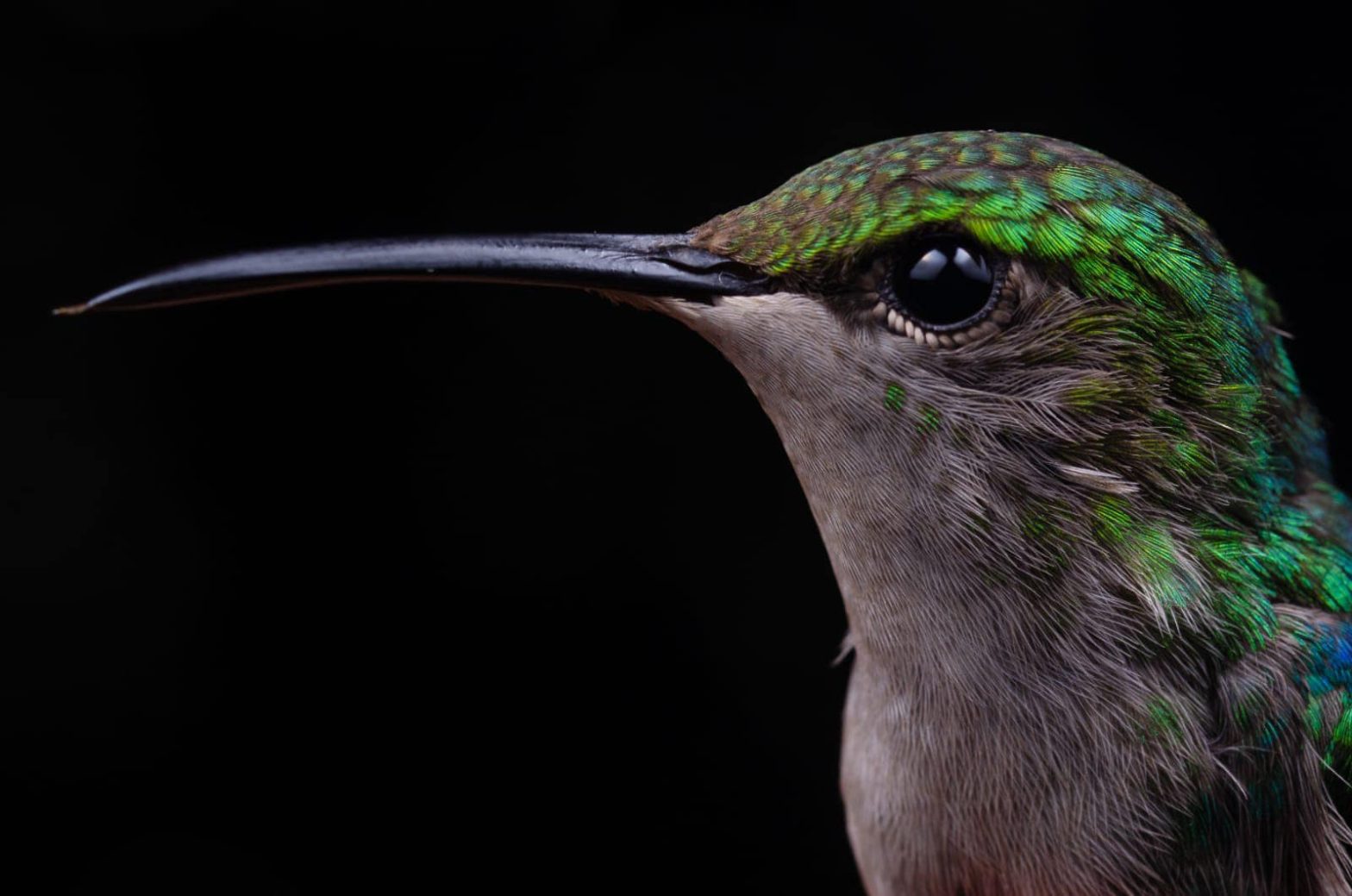 Manu Rainforest Birds Peru