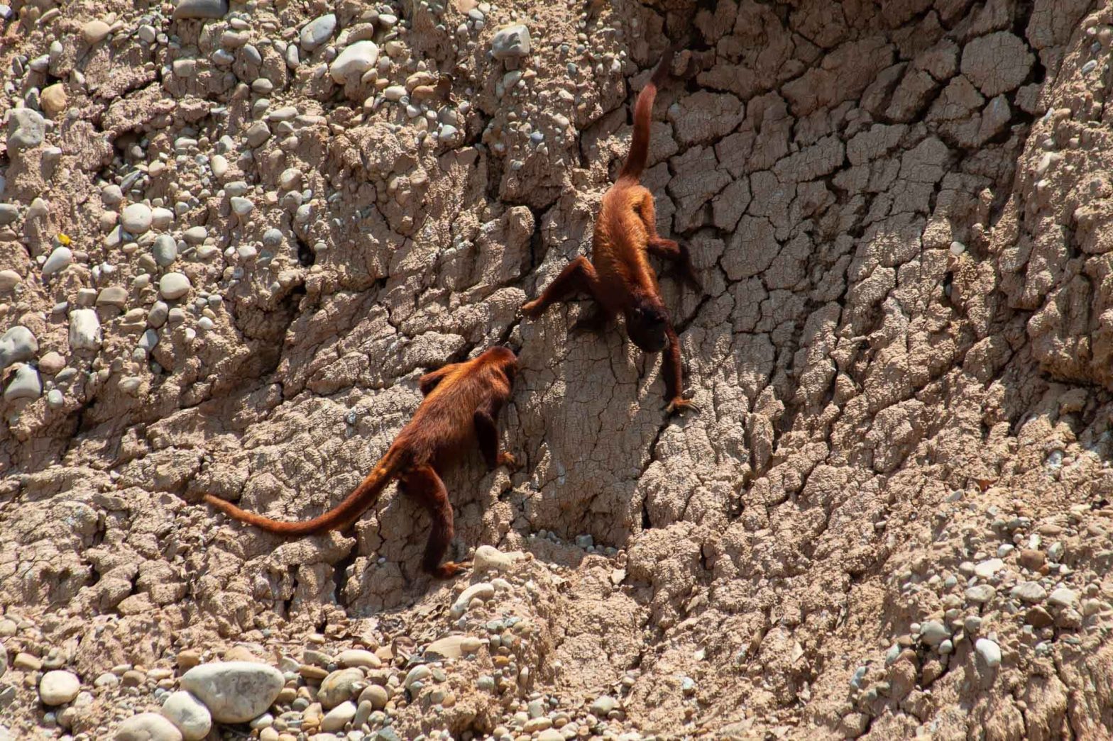 Peru Trips Amazon Wildlife 7 Days