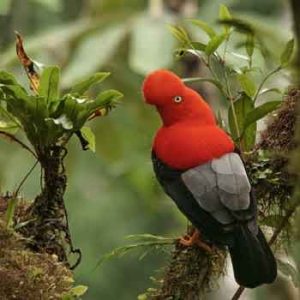 Peru Amazon Tours . amazonas peru