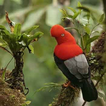 Peru Amazon Tours 3 Dias