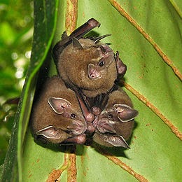 Rainforest Amazon Murcielagos