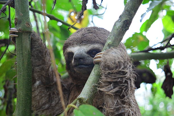 Amazonia Manu Jungle Videos
