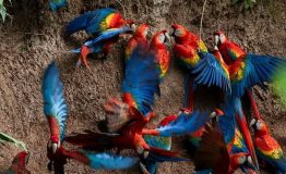 Peru Trips Amazon Wildlife