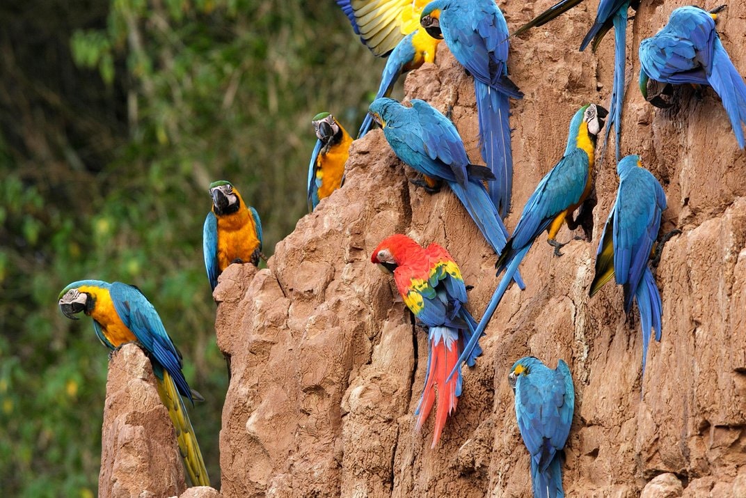 Trekking Amazon Rainforest Peru – 8D/7N