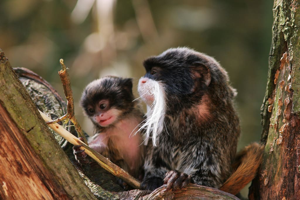 Wildlife Peru Tours 7 Dias