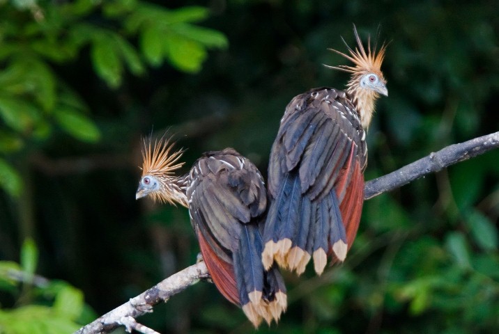 Rainforest bird Tours 6D/5N