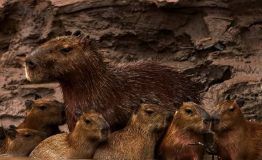 Amazon Rainforest Tour Peru 3 days