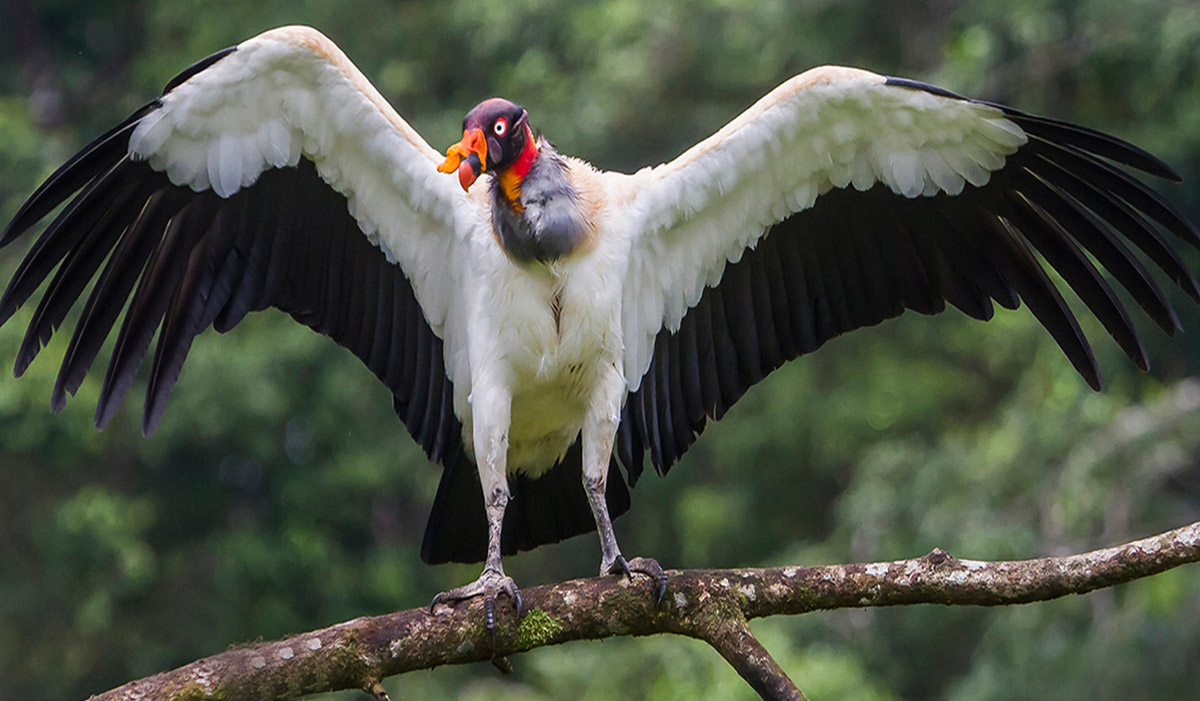 Explora el Amazonas en un tour de 6 días por el Parque Nacional Manu, hogar de especies exóticas.