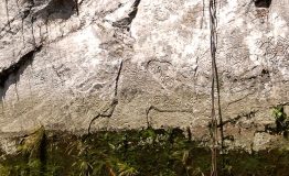 Amazon Explorer - Pusharo Petroglyphs 5 days