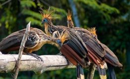 The Most Birding Tour Tambopata