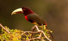 The Birding the Photography Amazon Peru 