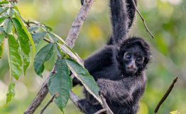 The Most Birding Tour Tambopata