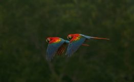 The Most Birding Tour Tambopata