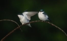 The Birding the Photography Amazon Peru 