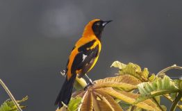 The Birding the Photography Amazon Peru 