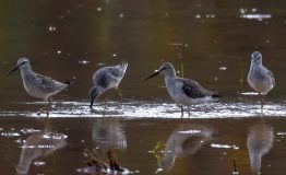 The Birding the Photography Amazon Peru 
