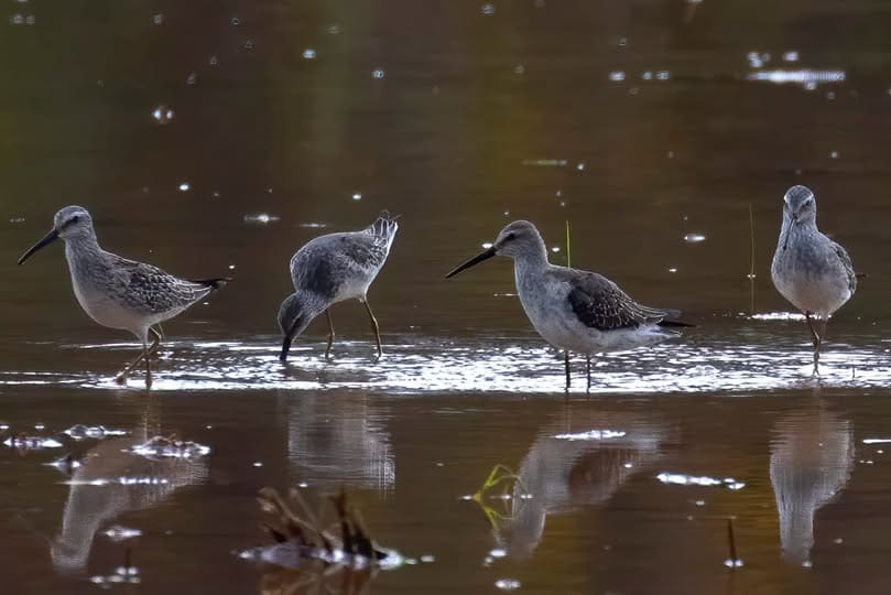 The Birding the Photography Amazon Peru 4 days