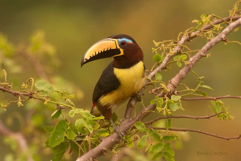 The Most Birding Tour Tambopata  10 days