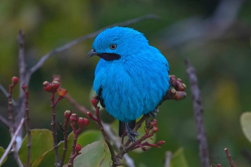The Best Bird Watching Peru 8 days