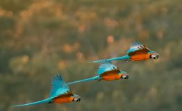 The Most Birding Tour Tambopata