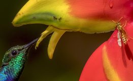 The Most Birding Tour Tambopata
