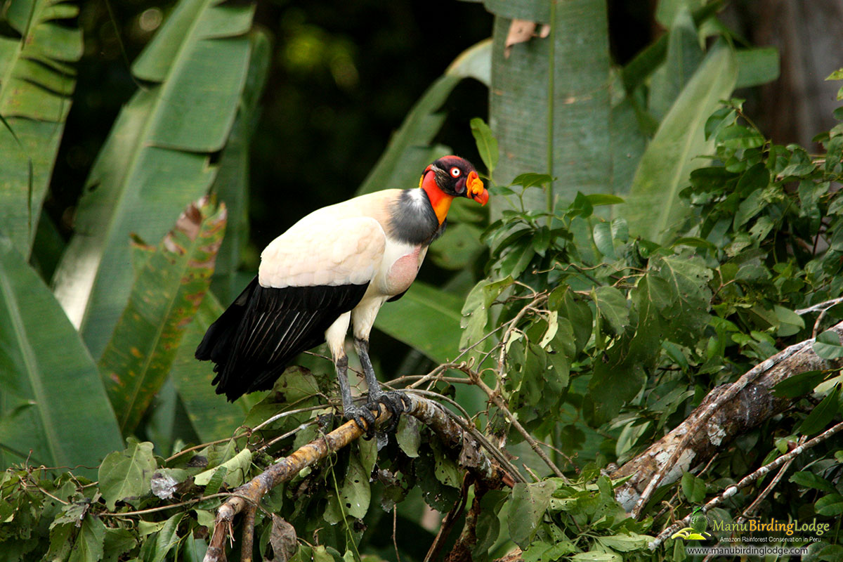 Tour Bird – Tambopata 8 dias