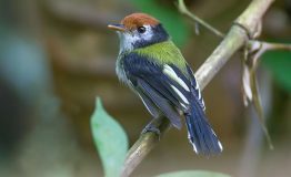 Experiencia de Observación Aves en el Amazonas- White-cheeked Tody