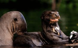 The Most Birding Tour Tambopata