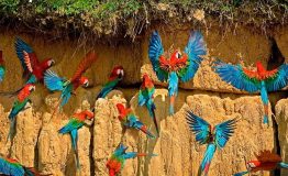 :The best Bird Watching Peru 