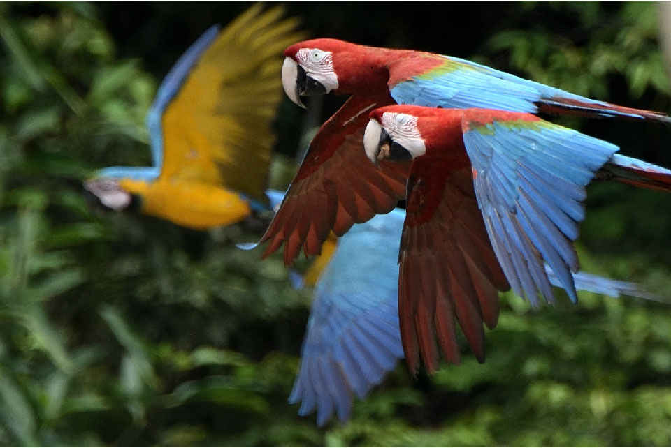 Tambopata Rainforest Bird 10 days
