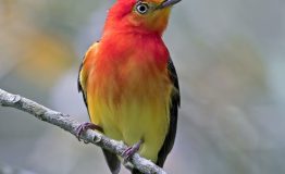 band tailed Manakin,