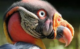 https://www.manujungletrips.com/amazon-birdwatching-peru-14-days/