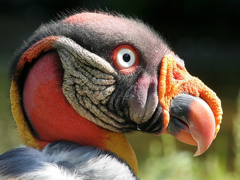 Amazon Birdwatching Peru 14 days