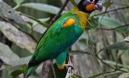 orange cheek parrot,